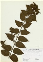 藏品(毛茉莉)的圖片